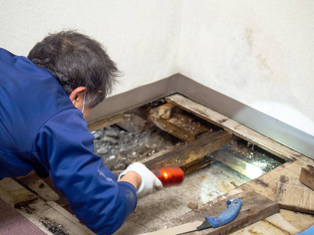 Meridian, MS Mold Removal Company