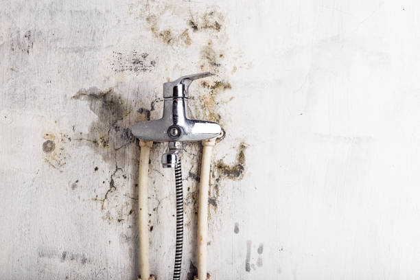 Best Mold Removal Company Near Me  in Meridian, MS
