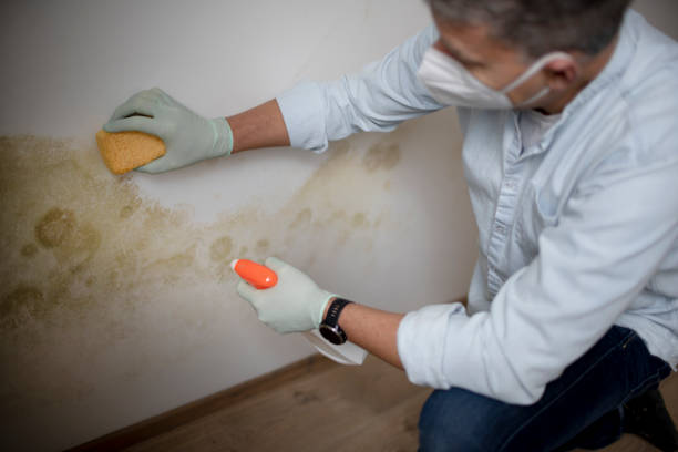 Best Attic Mold Removal  in Meridian, MS