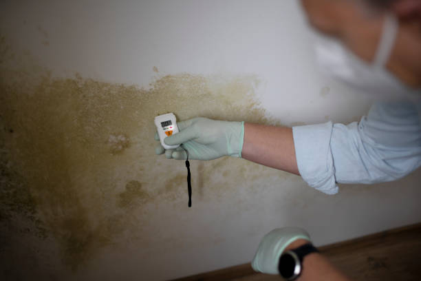 Best Office Mold Removal Services  in Meridian, MS