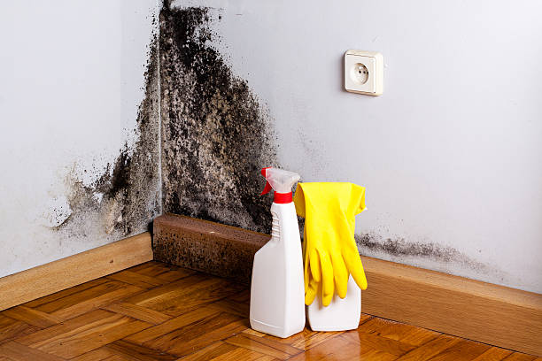 Best Best Mold Removal Companies  in Meridian, MS