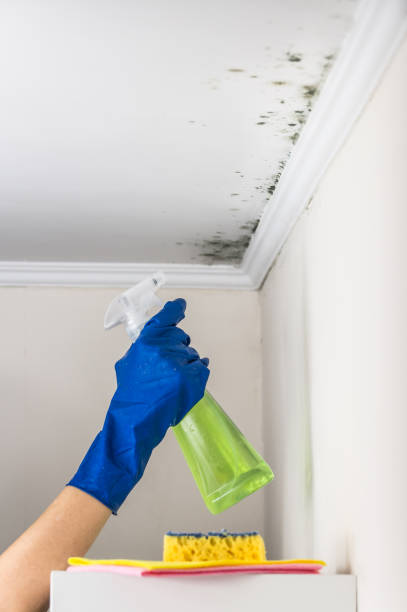 Best Mold Damage Repair  in Meridian, MS