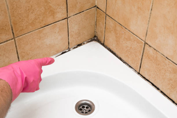 Best Professional Mold Removal  in Meridian, MS